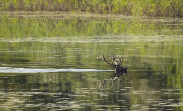 Red deer (Cervus elaphus), water, Lower Austria