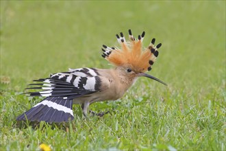 Hoopoe (Upupa epops) standing in the grass, wings outstretched with bonnet up, wildlife, animals,