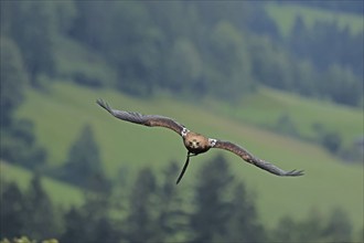 Harris's hawk (Parabuteo unicinctus), Hohenwerfen Castle, Salzburger Land, Austria, falconer,