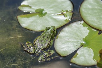 Green frog (Pelophylax esculentus), Bavaria, Germany, Europe