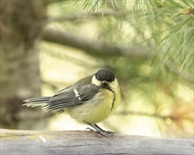 Great tit (Parus major), young bird, sitting on trunk, frontal view, pine needles on top right,