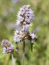 Dangling sunlover (Helophilus pendulus), on a flower of water mint (Mentha aquatica), flowering,