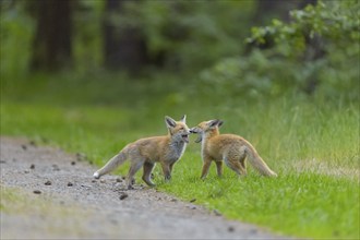 Red fox (Vulpes vulpes), two young foxes playing on a forest path, surrounded by green grass and