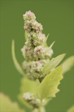 Red goosefoot or red goosefoot (Oxybasis rubra, Chenopodium rubrum), North Rhine-Westphalia,