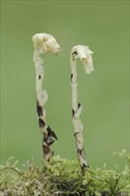 Spruce asparagus (Monotropa hypopitys, Hypopitys monotropa), North Rhine-Westphalia, Germany,