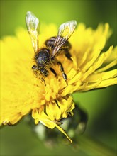 European Honey Bee, Apis mellifera, be on yellow flowers of Common Sowthistle, Sonchus arvensis