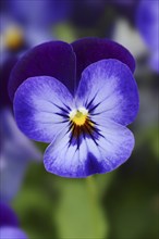 Horned violet or horned pansy (Viola cornuta), flower, North Rhine-Westphalia, Germany, Europe