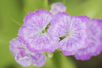 Bearded carnation or garden sweet william (Dianthus barbatus), flowers, ornamental plant, North