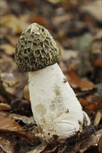 Common stinkhorn (Phallus impudicus), North Rhine-Westphalia, Germany, Europe