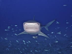 Tiger Shark (Galeocerdo cuvier) with open mouth from the front, surrounded by small Fish in the