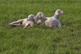 Lambs lying in the grass, young animals, sheep, flock of sheep, pasture, Römerstein, Swabian Alb