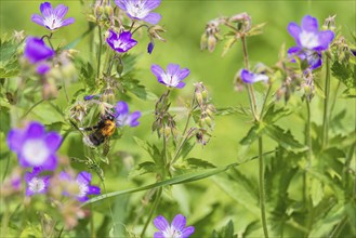 Wood cranesbill (Geranium sylvaticum) in bloom and a bumblebee foraging for nectar in a meadow