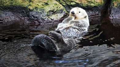 Ein Seeotter treibt entspannt auf dem Rücken im Wasser neben Felsen, Enhydra Lutris, Ocenario de