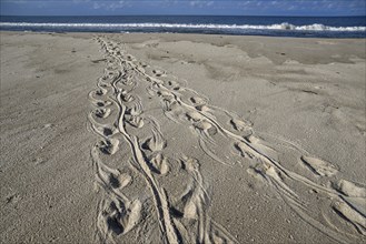 Turtle track on the beach, Loango National Park, Parc National de Loango, Ogooué-Maritime Province,