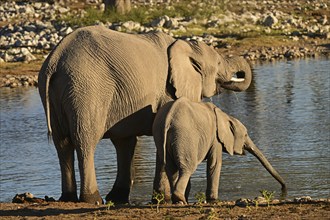 Elephant cow and calf (Loxodonta africana) drinking at a waterhole, Etosha National Park, Namibia,