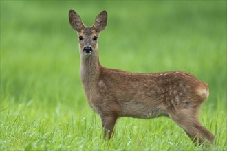 European roe deer (Capreolus capreolus), fawn standing in a meadow and looking attentively,