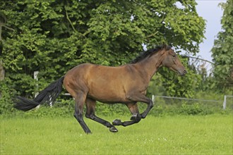 Westphalian Warmblood, Westphalian