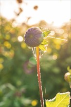 A flower, surrounded by light, in a green environment with bokeh effect in the background,