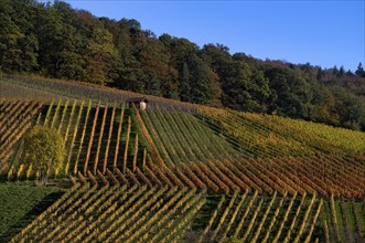 Cottage in the vineyard, vines, grapevines, viticulture, autumn colouring, autumn, graphic,