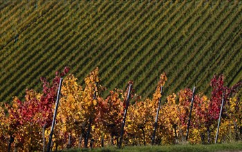 vineyard, vines, grapevines, winegrowing, autumn colouring, autumn, graphic, Strümpfelbach,