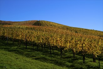 vineyard, vines, grapevines, winegrowing, autumn colouring, autumn, graphic, Strümpfelbach,