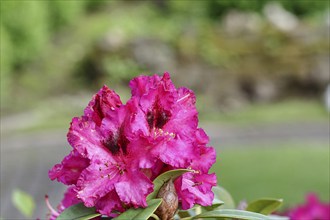 Rhododendron flowers (Rhododendron Homer), red flowers, in a garden, Wilnsdorf, North