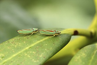 Rhododendron cicadas (Graphocephala fennahi) sitting on a leaf of a rhododendron (Rhododendron),