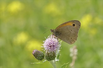 Meadow Brown (Maniola jurtina), collecting nectar from a thistle (Cirsium arvense) flower,