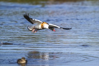 Common Shelduck, Tadorna tadorna bird in flight on marshes