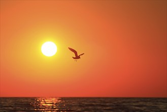 Magnificent sunrise, September, Usedom, Mecklenburg-Western Pomerania, Germany, Europe