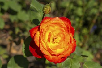 Floribunda rose, flower with bud, North Rhine-Westphalia, Germany, Europe