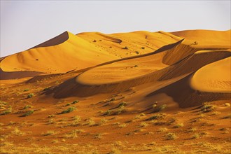 Wind-sculpted curved sand dunes in the Rub al Khali desert, Dhofar province, Arabian Peninsula,