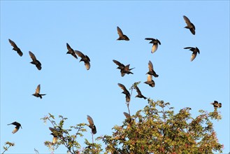 Starlings in the sky, September, Usedom, Mecklenburg-Western Pomerania, Germany, Europe