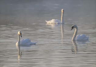 Mute swans (Cygnus olor) swimming on a pond, Lower Saxony, Germany, Europe