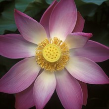 Lotus Flower (Nelumbo nucifera), Bali, Indonesia, Asia