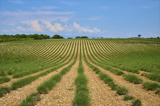 Lavender (Lavandula), planted in rows, trees in the background, slightly overcast sky, summer,