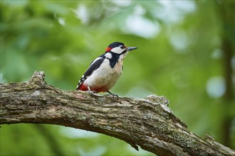 Great spotted woodpecker (Dendrocopos major), sitting on a tree stump and observing its