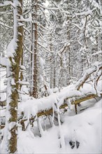 Fallen spruce tree in a natural forest with deep snow at winter. Sweden