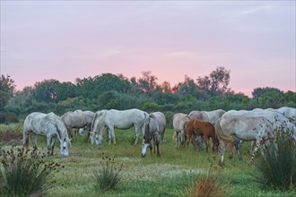 A herd of white Camargue horses grazing in a green pasture with a pink evening sky, soft columns of