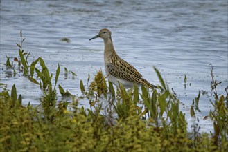 A dunlin (Calidris alpina) stands on the shore, surrounded by green plants, Lake Neusiedl National