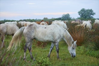 White Camargue horses grazing peacefully in a green pasture under a cloudy sky, Camargue, France,