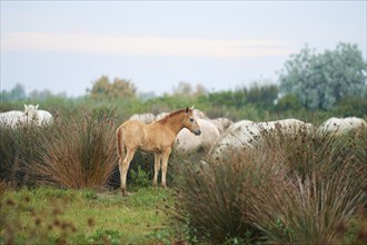 Camargue horse foal with grazing white Camargue horses, summer, Camargue, France, Europe