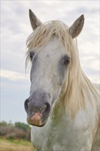 White Camargue horse with long mane standing in a meadow in front of a cloudy sky, summer,