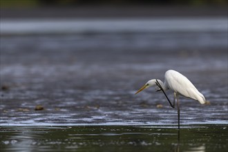 Great Egret, (Egretta alba), standing relaxed in the shallows of a fish pond, Lusatia, Saxony