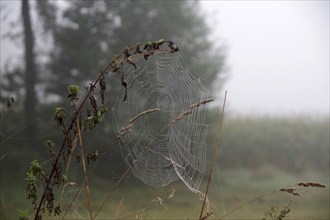 Spider web, Landscape, Dew, September, Fog, Germany, A beautiful spider web was attached to a