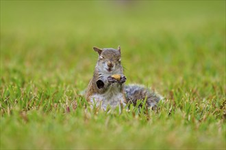 Grey Squirrel (Sciurus carolinensis), on meadow, springtime, Florida, USA, North America