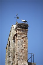 White stork (Ciconia ciconia) on the church Iglesia de San Miguel, Plaza Mayor in the historic