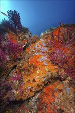 Underwater shot of colourful corals and Yellow cluster anemone (Parazoanthus axinellae) on rocks in