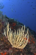 White gorgonian (Eunicella singularis) with open polyps growing on an underwater reef. Dive site