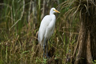 Great Egret (Ardea alba), in the swamp, spring, Everglades National Park, Florida, USA, North